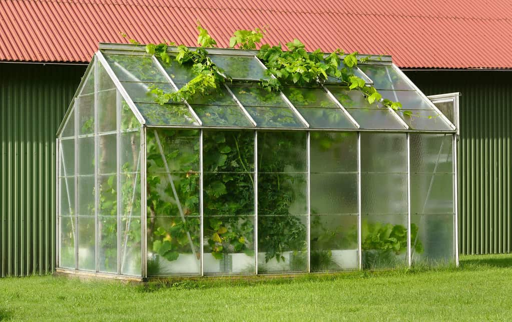 Polycarbonate shed with a metal frame and leaves