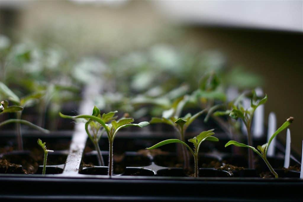 Sprouting plants in a tray