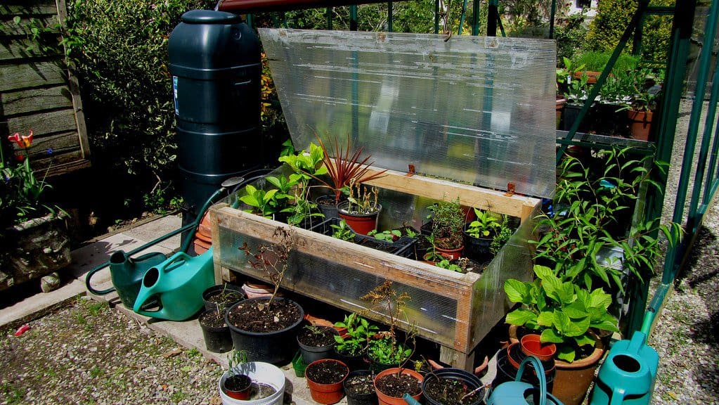 Unheated Greenhouse Growing FAQs Answered