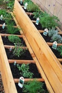 herbs in a garden planted in soil and separated by strips of wood so they each have their own square