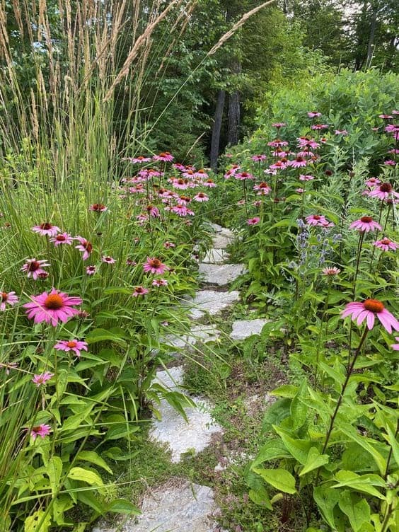 native meadow garden with pink flowers
