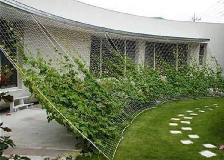 a net attached to a roof and the ground diagonally slanted with vines growing on it spanning the perimeter of a grass lawn