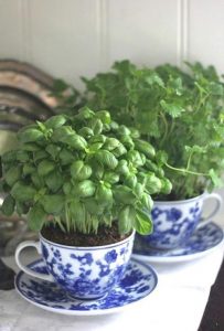 plants in blue greek style tea cups/saucers