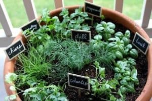 different herbs in one big plant pot on a balcony/decking