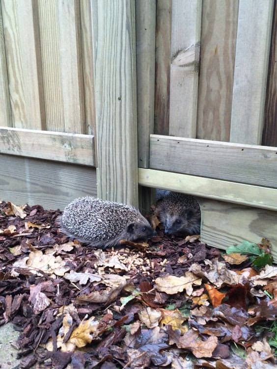 hedgehogs going through cut out fence panels
