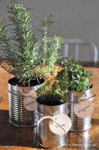 tin cans filled with various herbs and green plants and soil