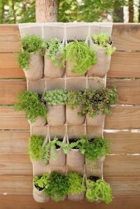 stockings/socks/sacks hung up on garden fence/wall with plants in them