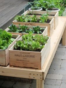 old wine boxes with plants in them used for growing herbs