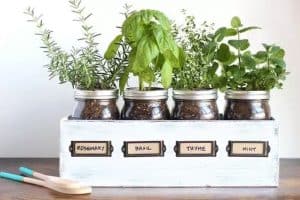 old jam jars filled with soil and being used for growing herbs such as rosemary, basil and thyme