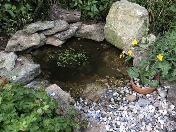 wildlife pond with stone beach and potted plants