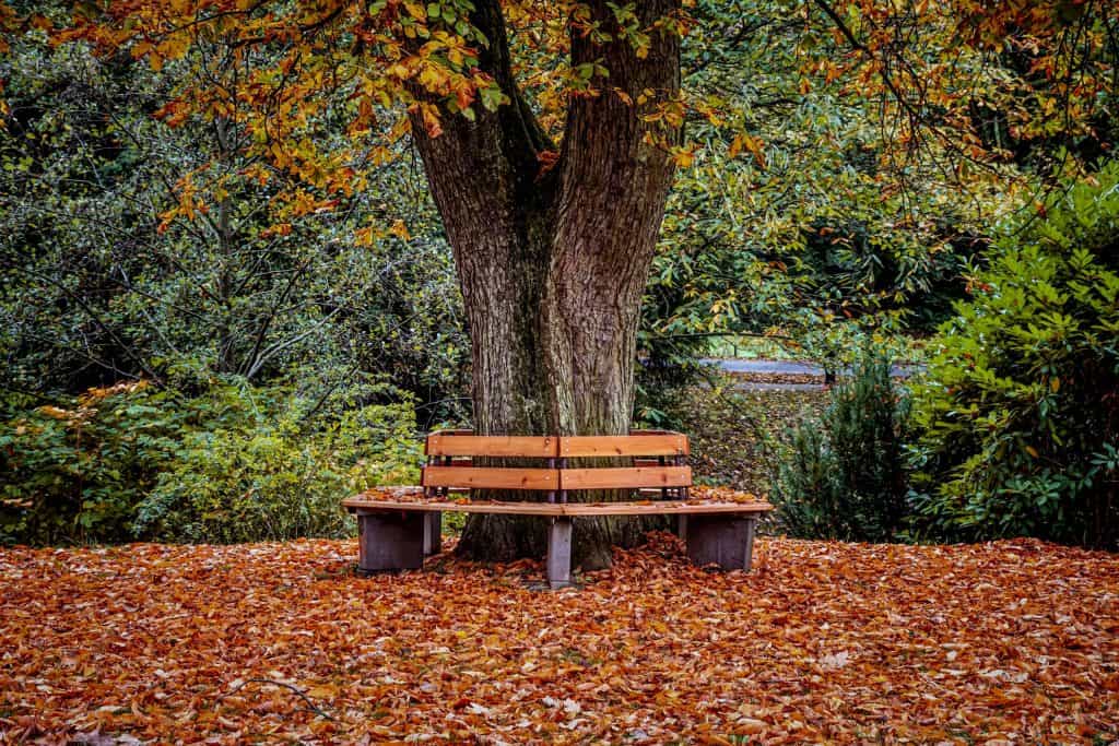 In-built benches around a tree