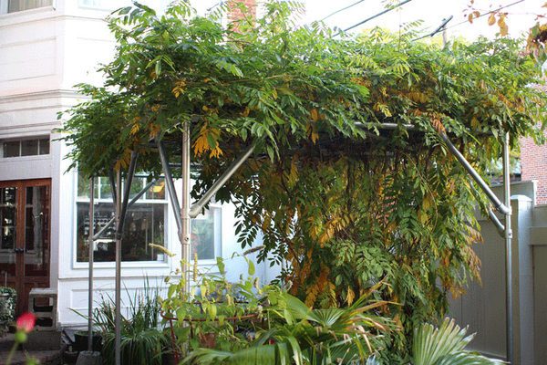 Garden trellis and pergola in one providing shade for plants