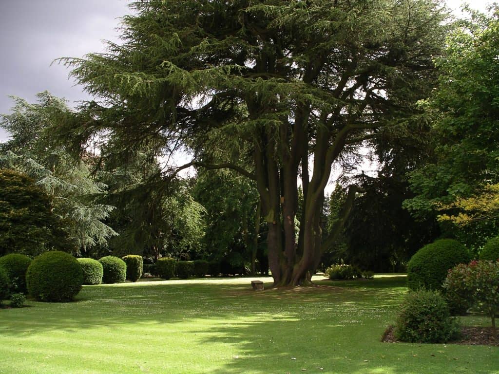 A massive tree at the middle of a garden