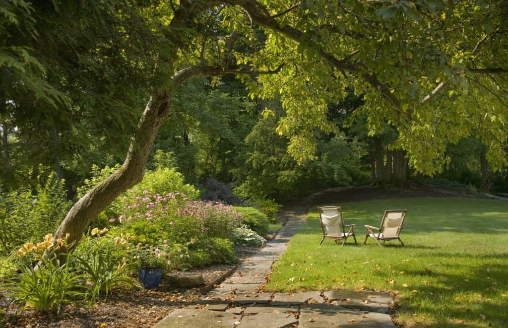 Growing trees in the garden for natural shade