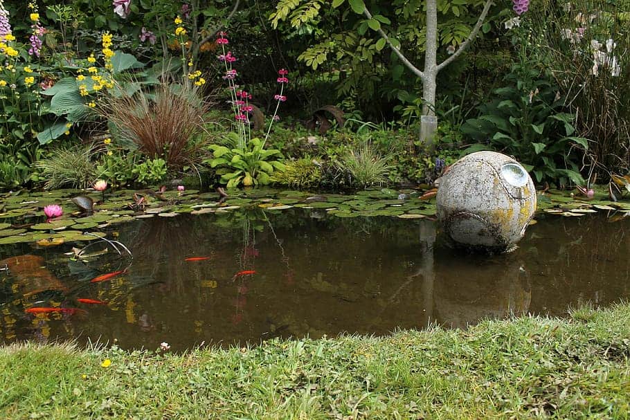 Wildlife garden pond