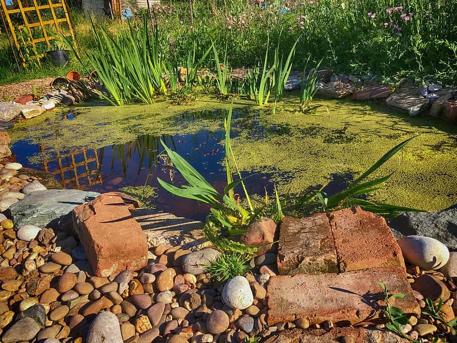 Wildlife garden pond