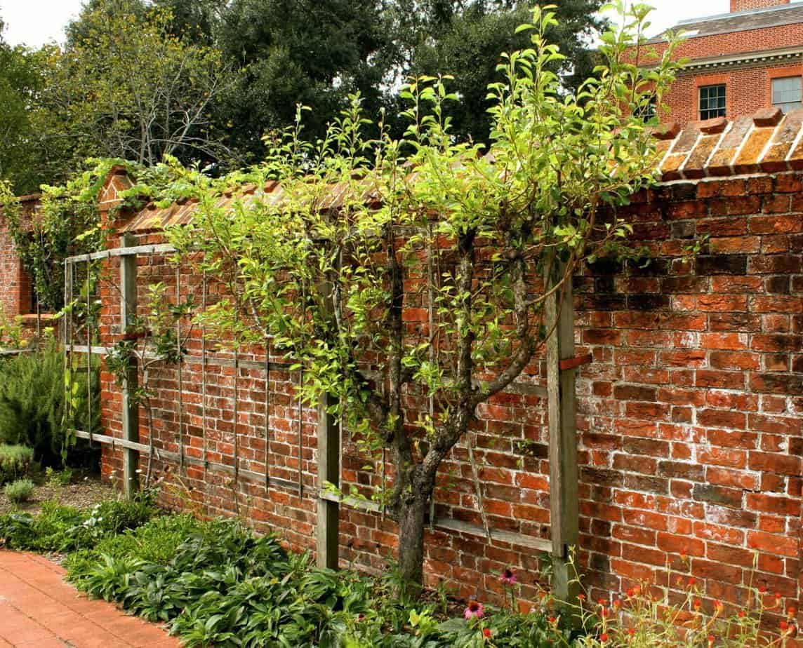 Garden trellis along the brick fence