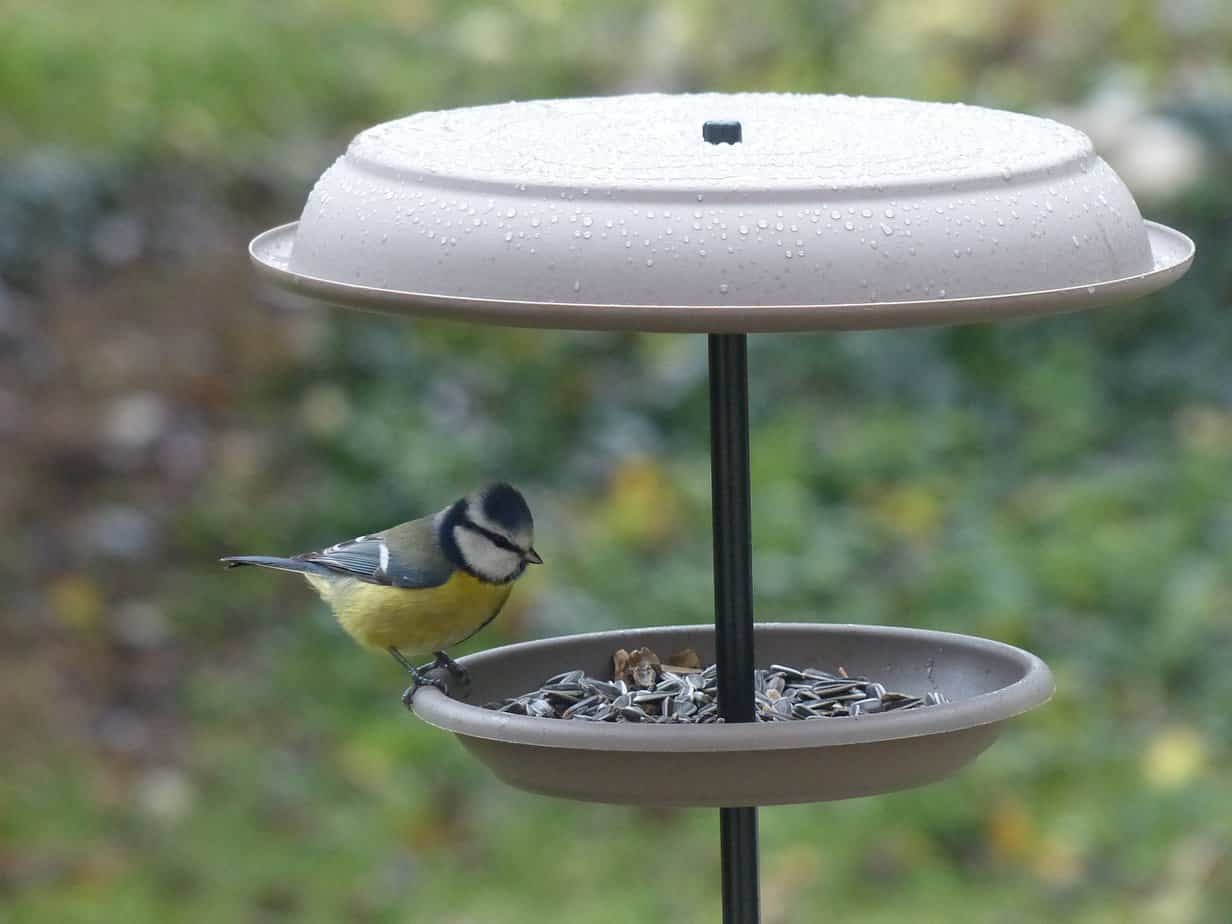 A bird on a bird seed cup