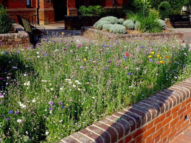 Mini meadow garden