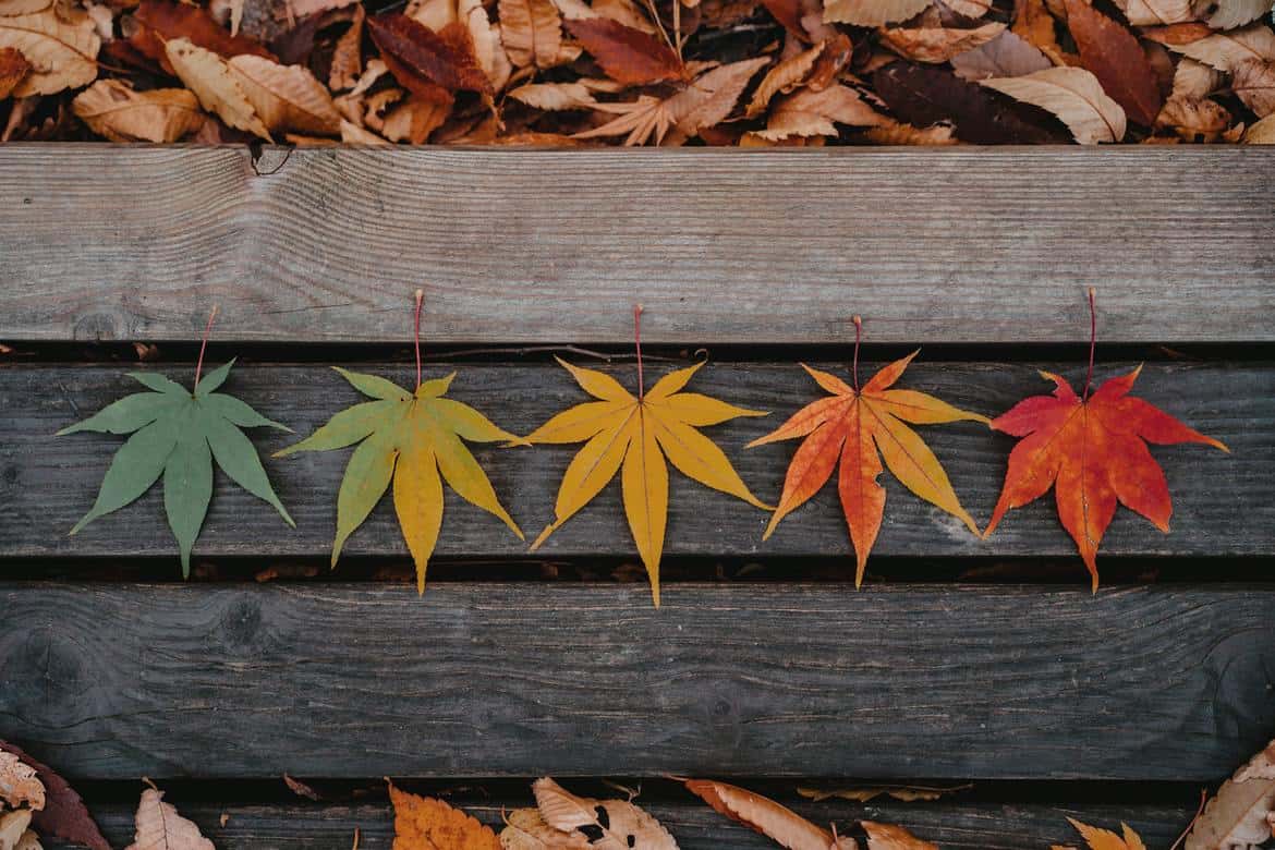 Coloured leaves on a wooden bench