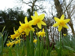 Bright yellow daffodils in garden