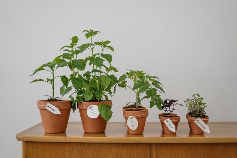 Various potted pots in different sizes, placed on a wooden table
