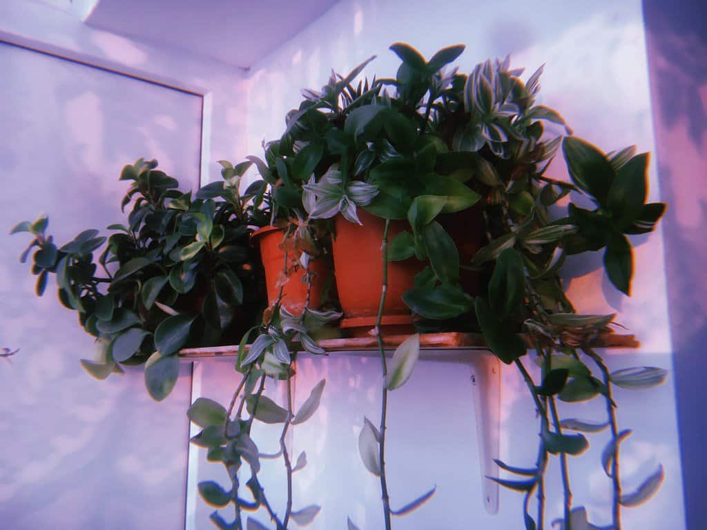 Potted winter vining plants on a wall shelf.