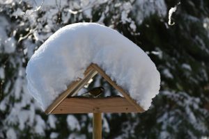 Bird box covered in snow in winter