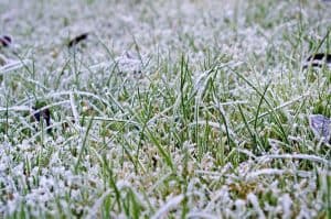 White frosty grass