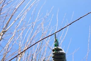 Pruning a fruit tree using pruning shears