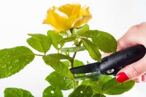 Clippers pruning a yellow rose plant