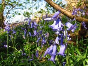 A large patch of bluebells in woodland