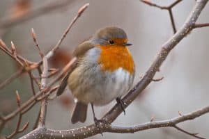 Fluffy robin sitting on a branch