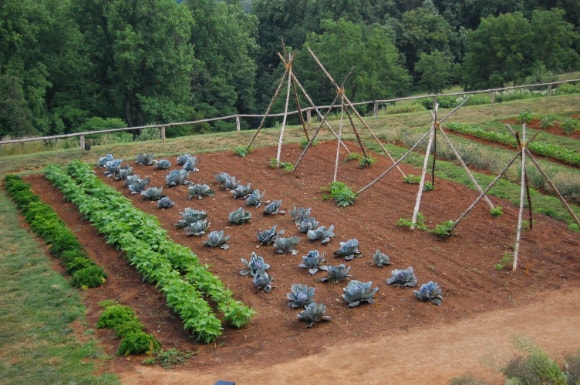 Vegetable garden