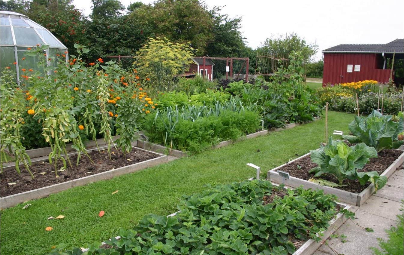 Crop rotation in a small garden