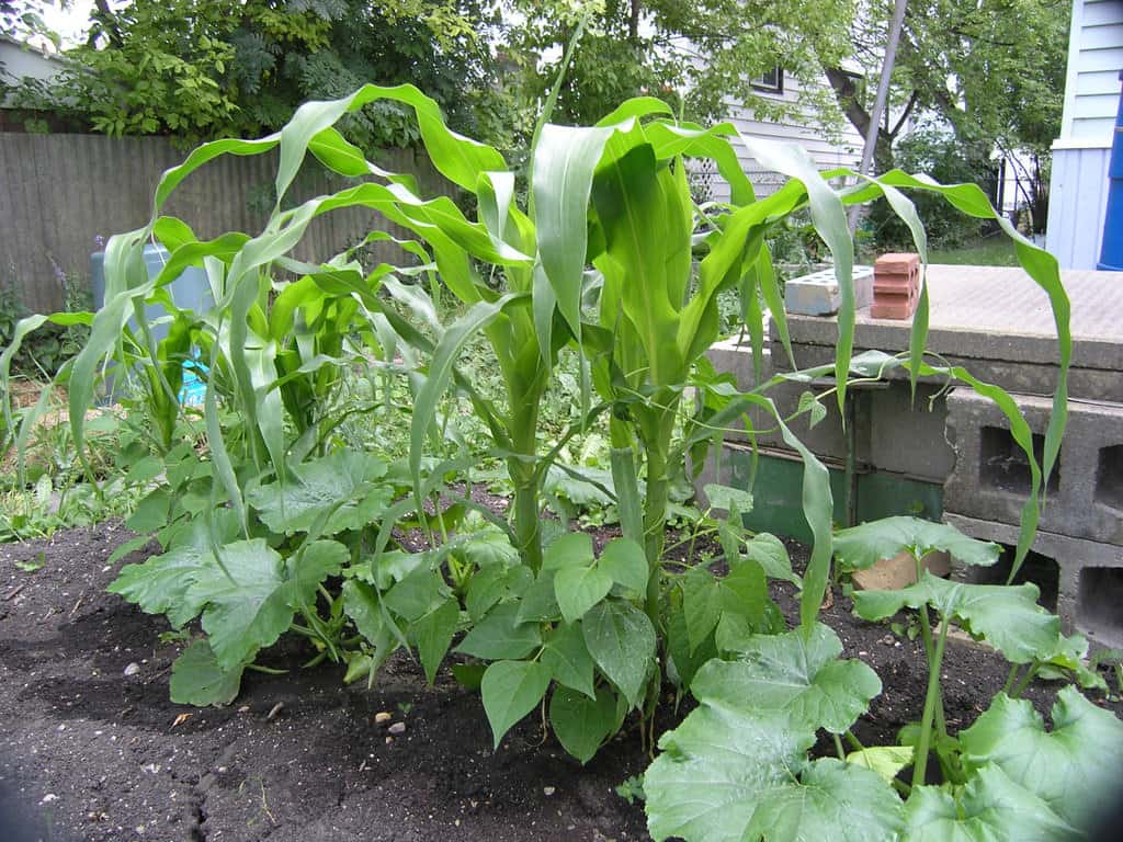 Companion planting