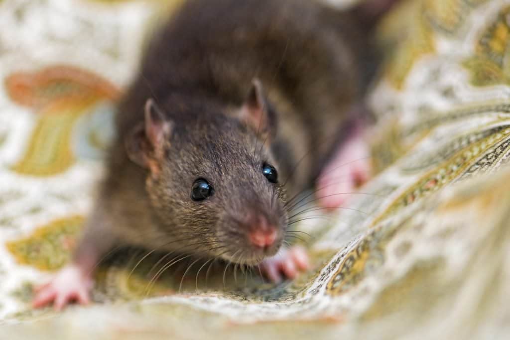 A close up shot of a brown rat