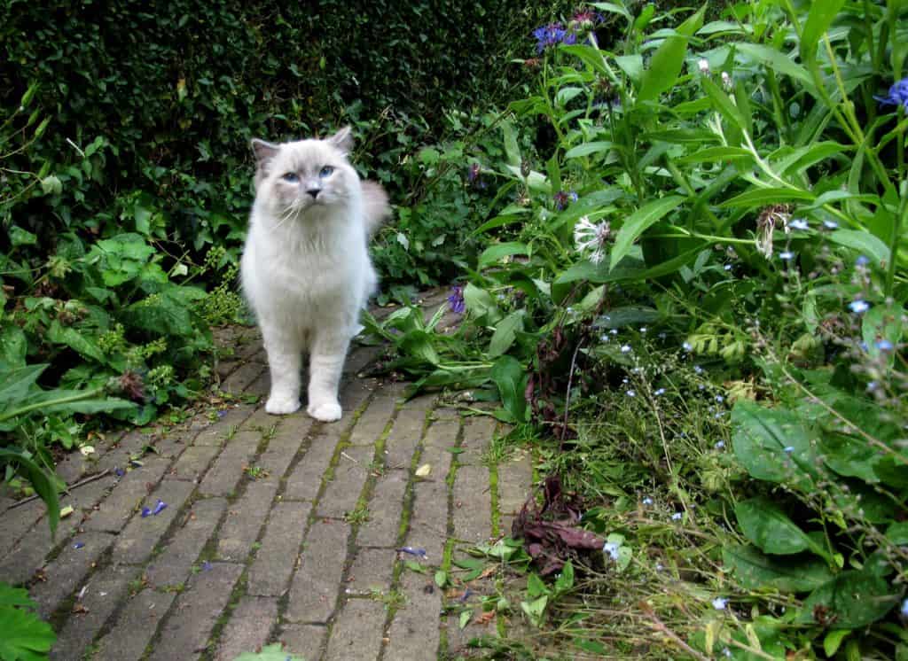 A cat in the garden
