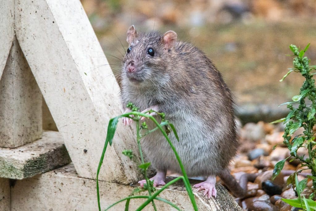 A close up shot of a rat in the garden