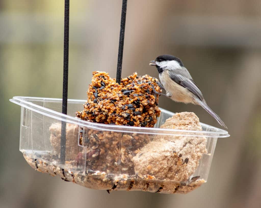 Bird on a bird feeder