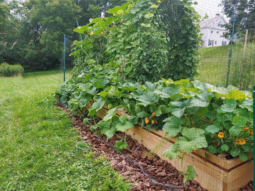 Raised vegetable garden