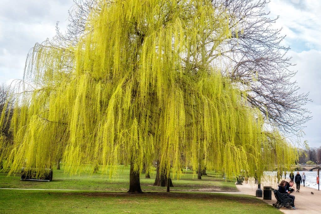 Weeping willow tree