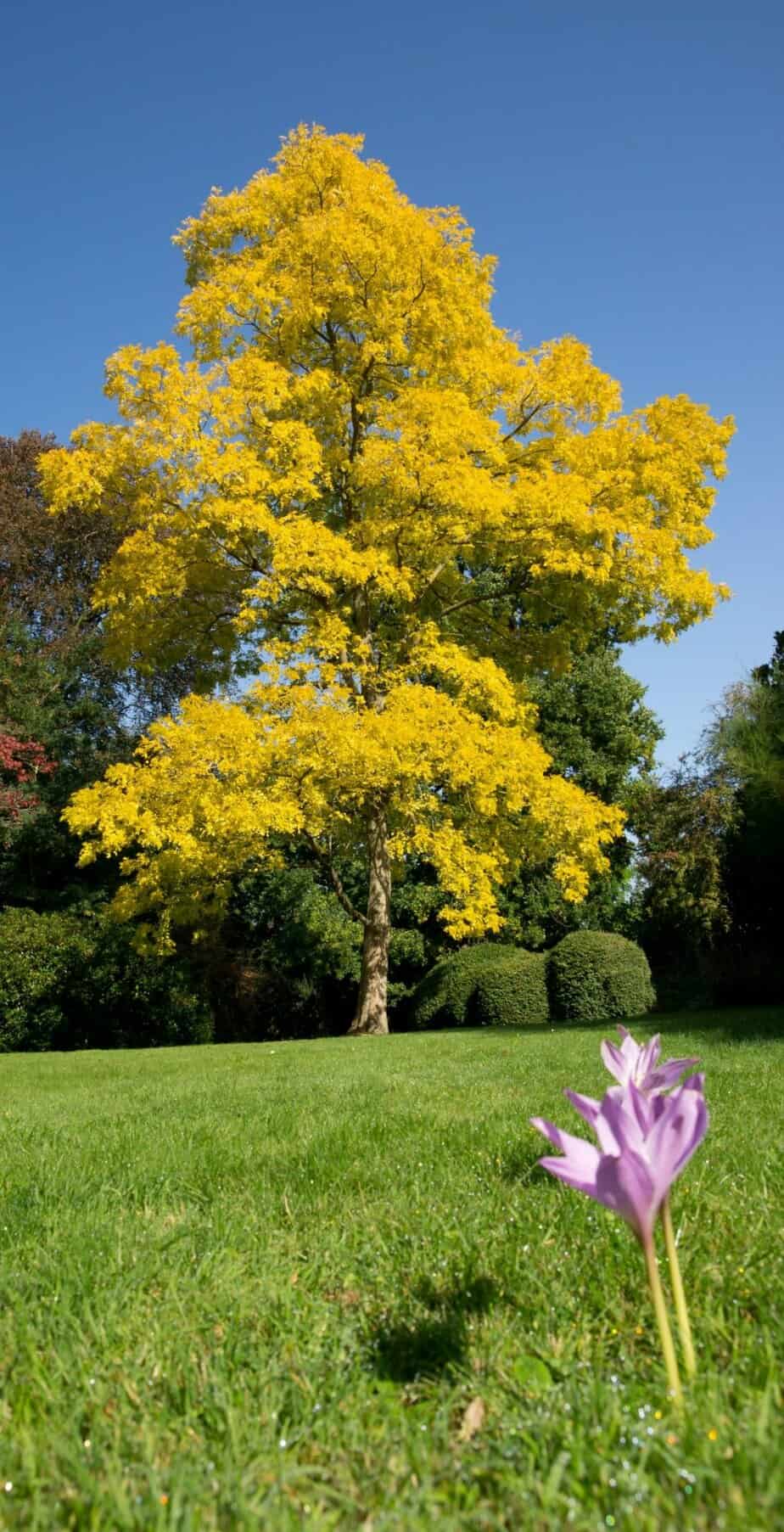 Golden false acacia tree