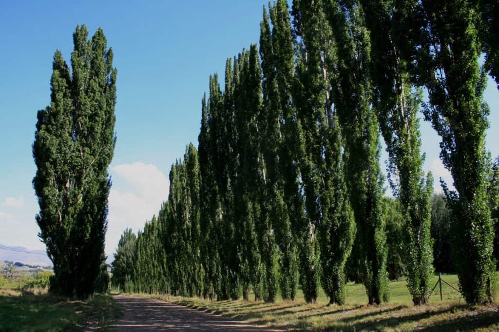 Lined Lombardy poplar trees