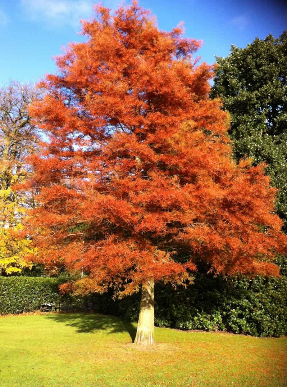 Dawn redwood tree