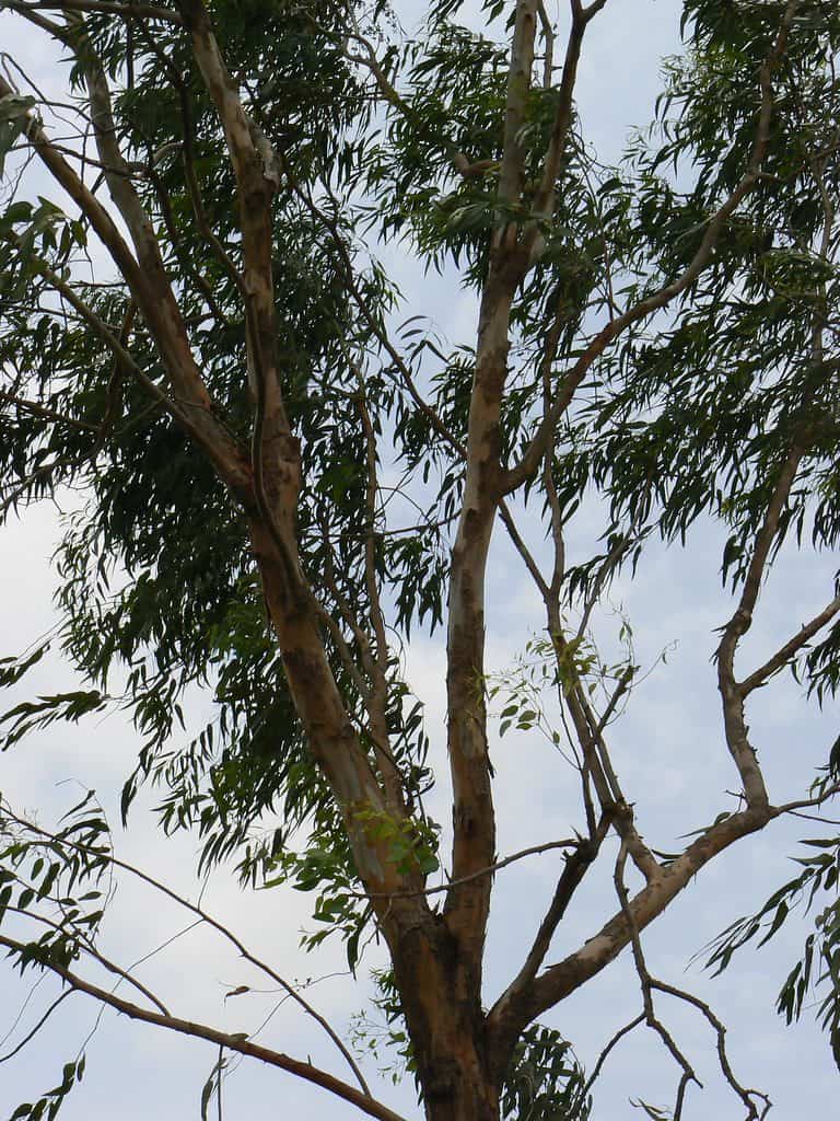 Eucalyptus tree