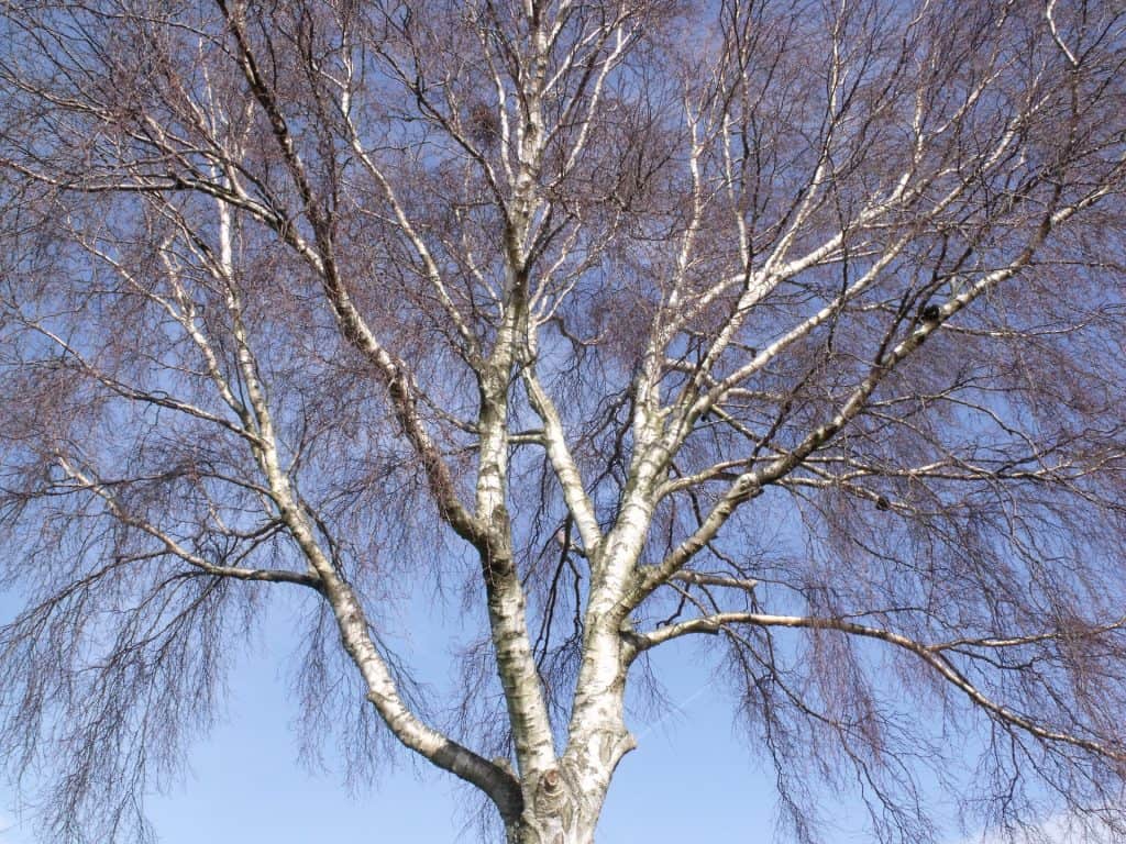 Silver birch tree