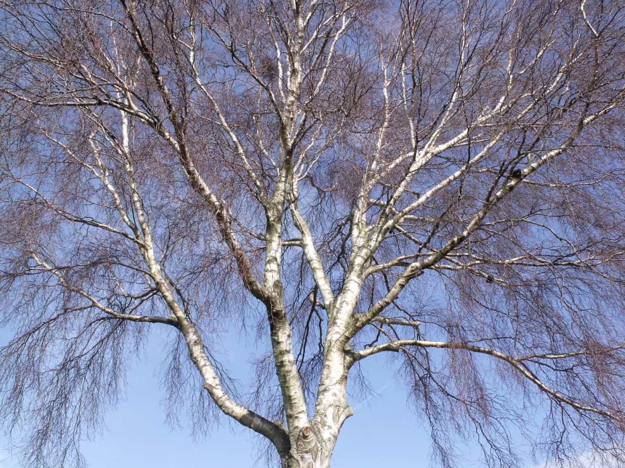 A Guide to UK's Fastest Growing Trees
