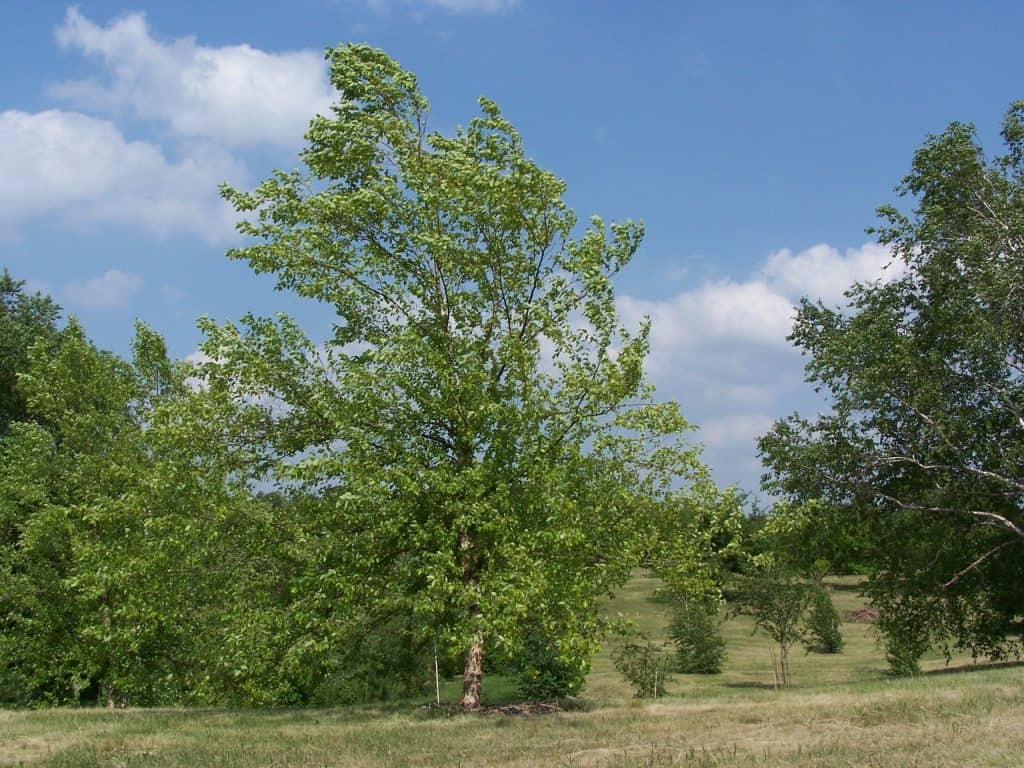 River birch tree