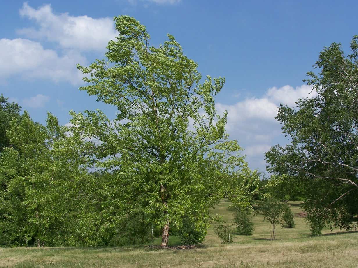 A Guide to UK's Fastest Growing Trees